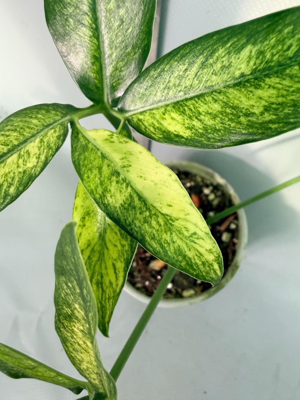 Philodendron Goeldii Mint 2