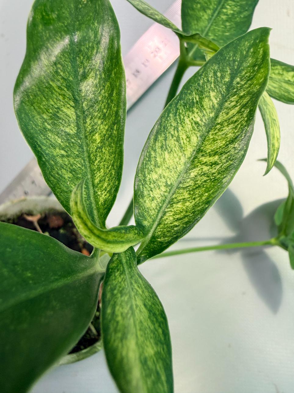 Philodendron Goeldii Mint 5
