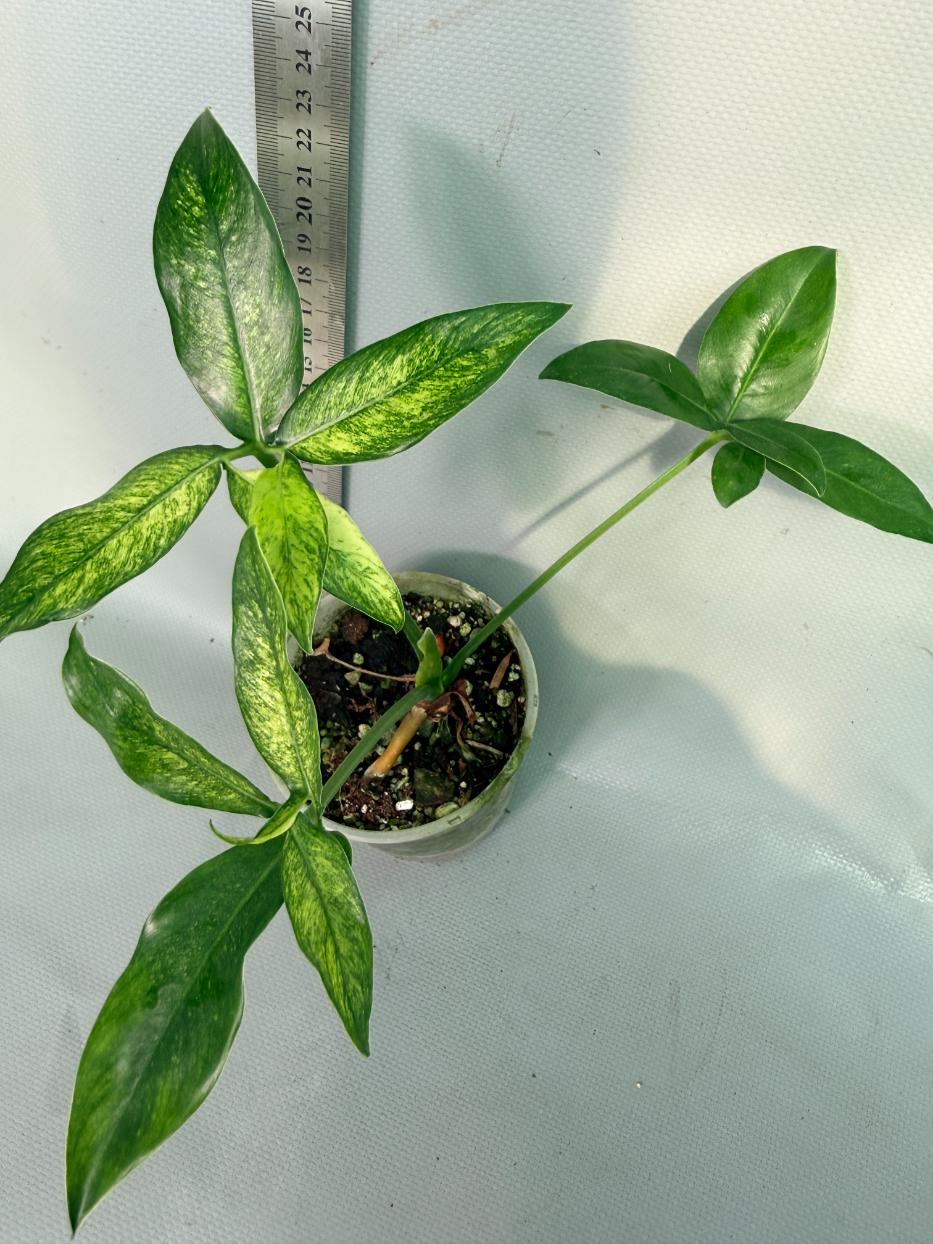 Philodendron Goeldii Mint 8