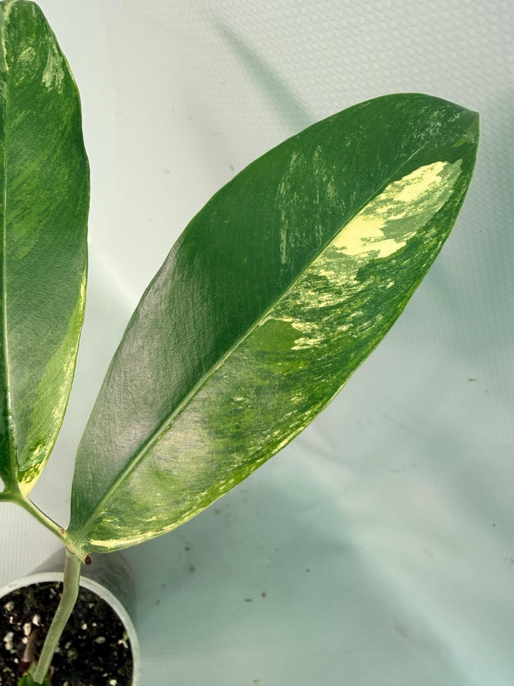 Philodendron Goeldii Variegata