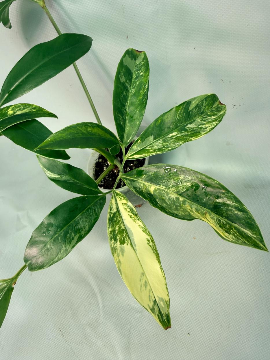 Philodendron Goeldii Variegata 02