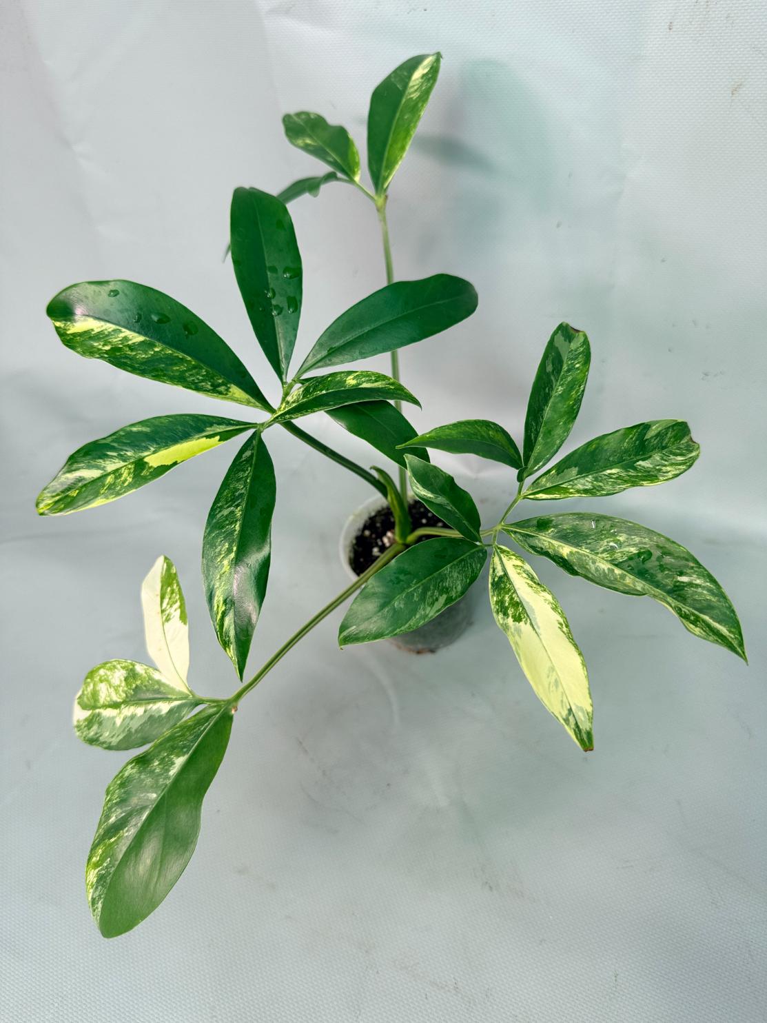 Philodendron Goeldii Variegata 05
