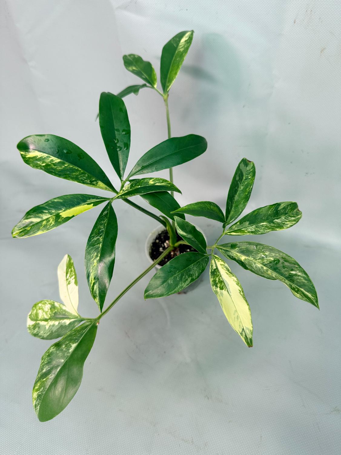 Philodendron Goeldii Variegata 06