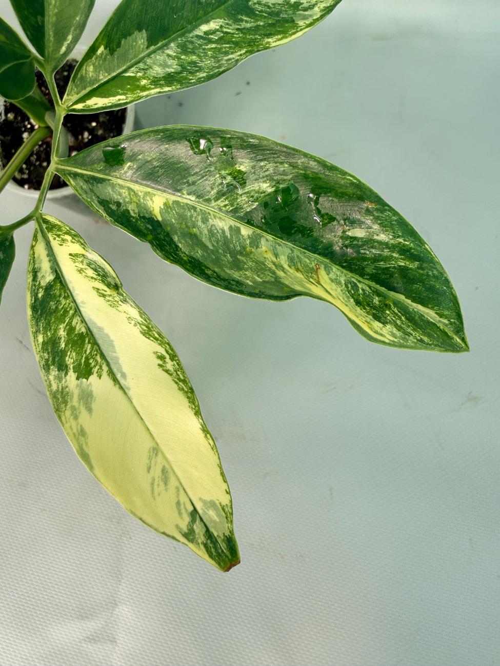 Philodendron Goeldii Variegata 08