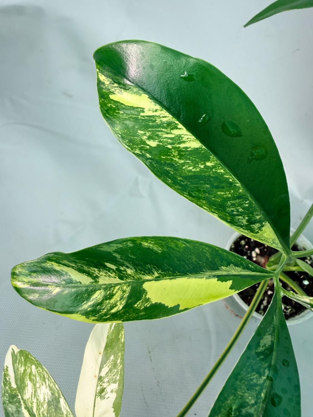 Philodendron Goeldii Variegata 08
