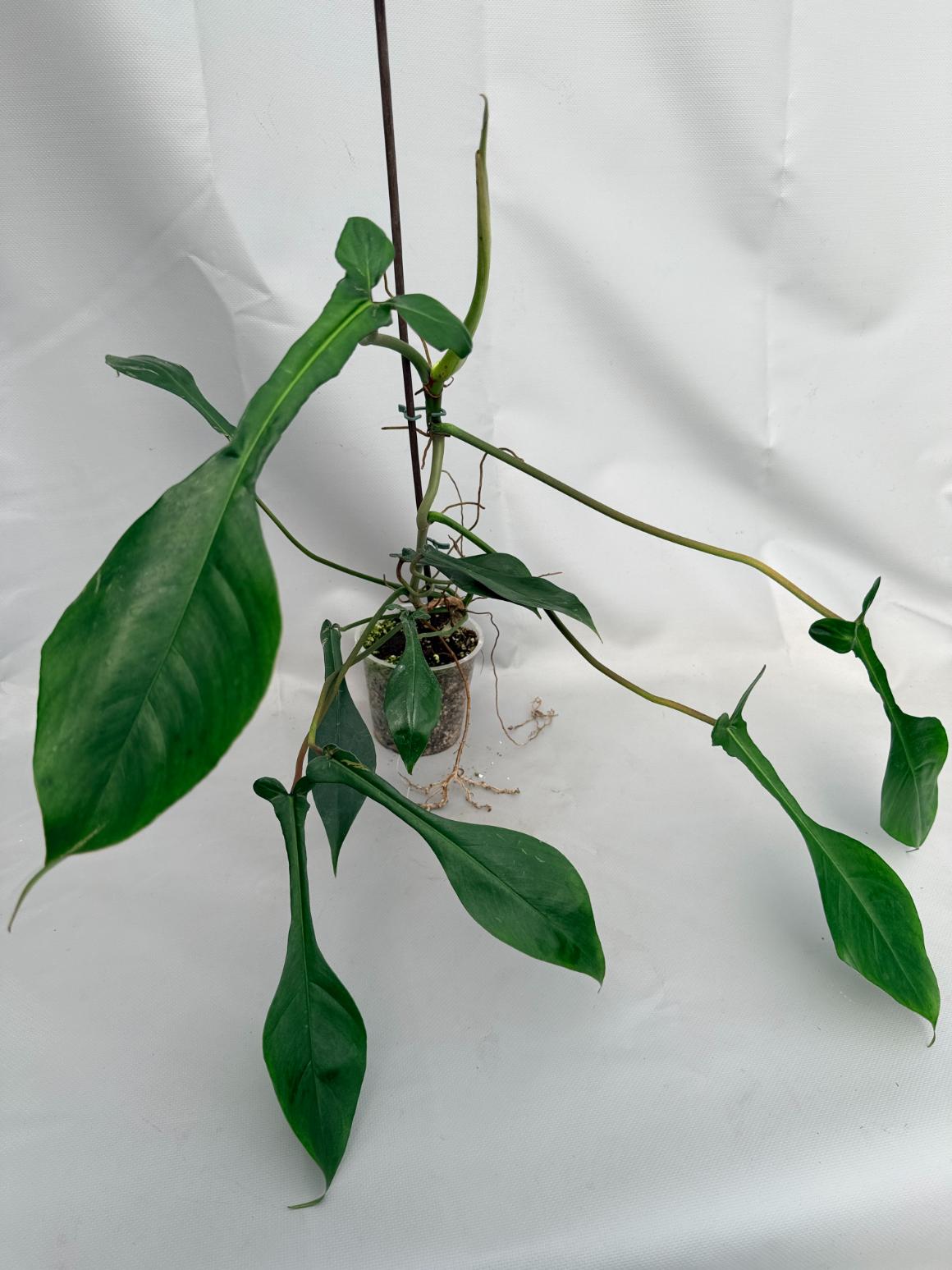 Philodendron Joepii XL 01