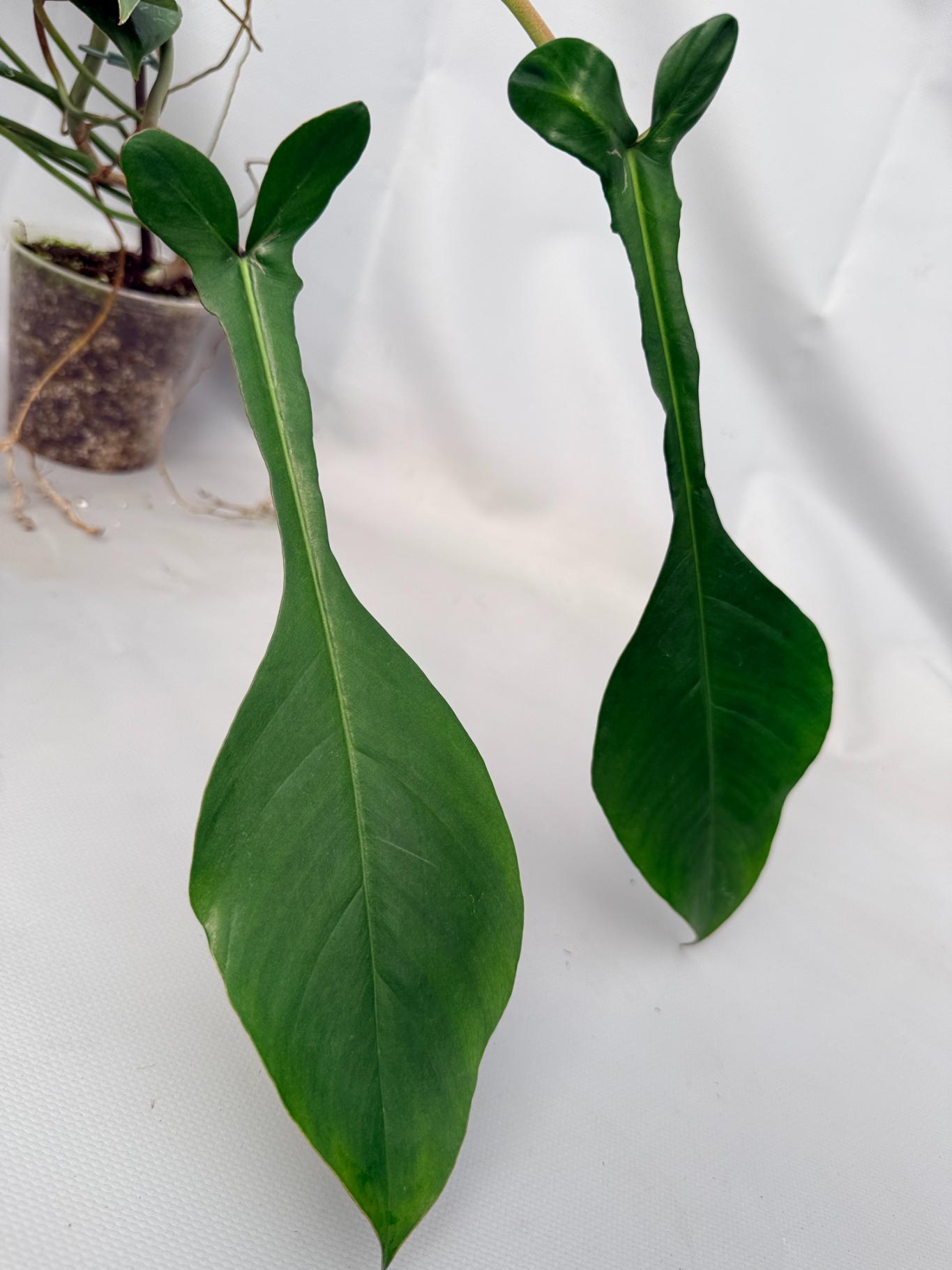 Philodendron Joepii XL 03