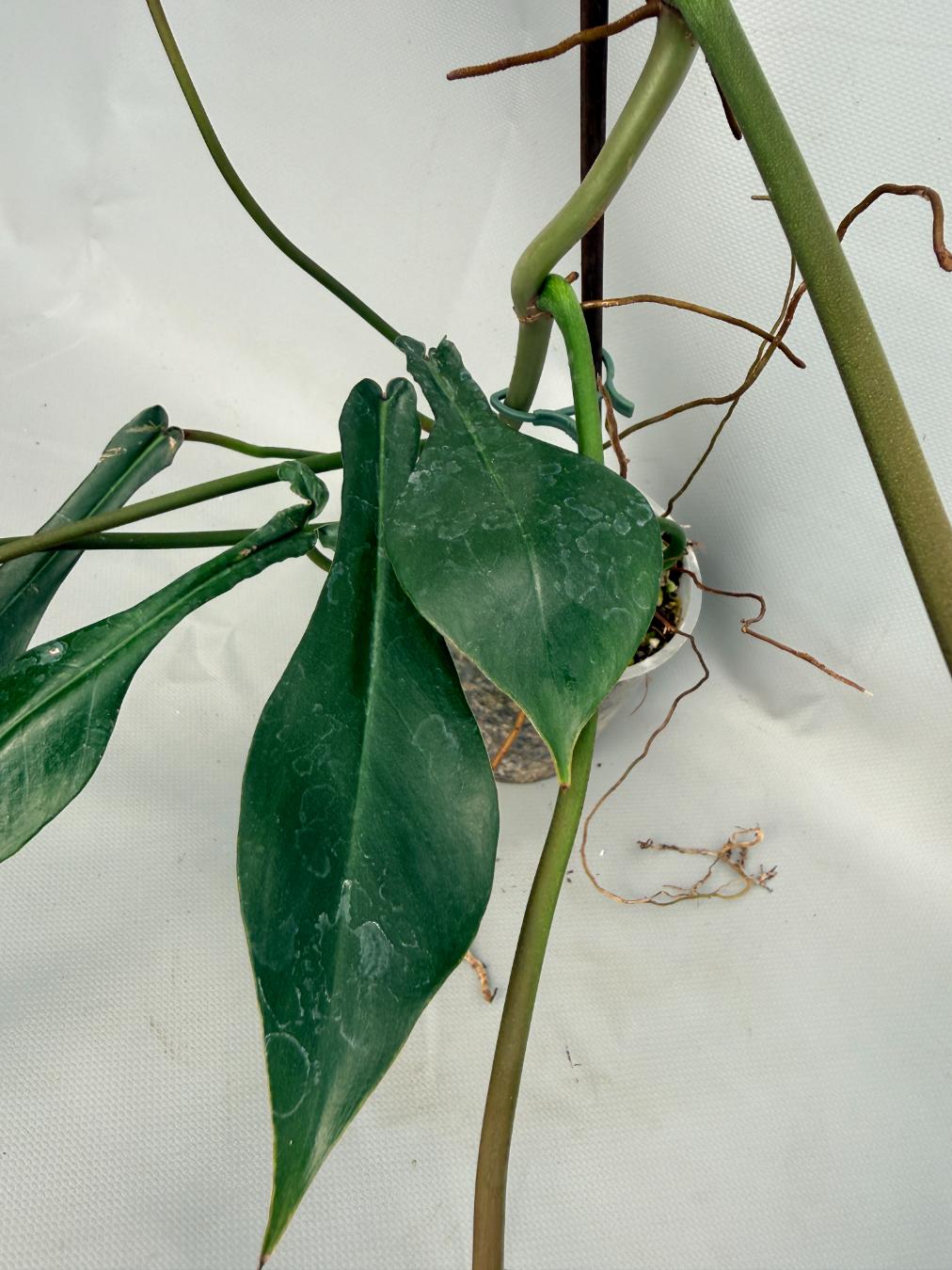 Philodendron Joepii XL 04