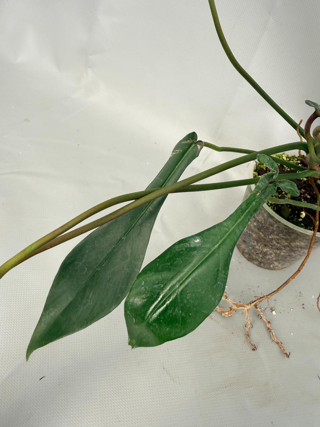 Philodendron Joepii XL 05
