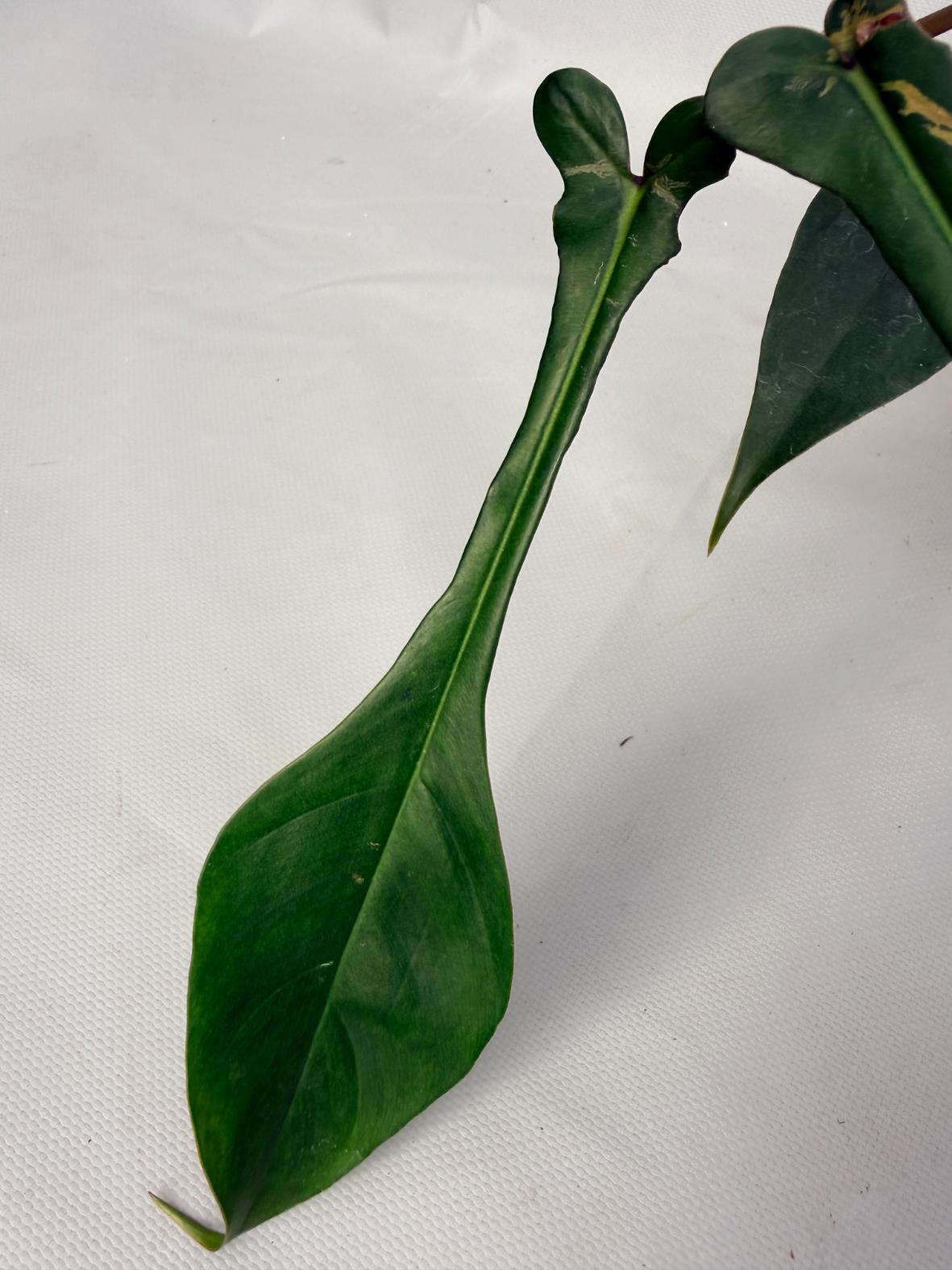 Philodendron Joepii XL 06