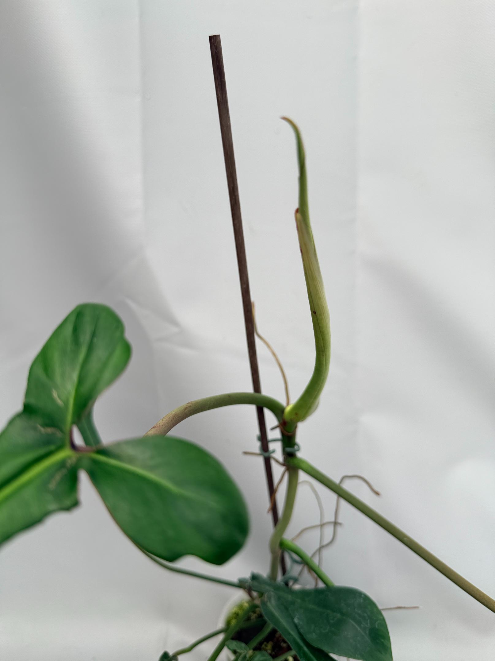 Philodendron Joepii XL 07