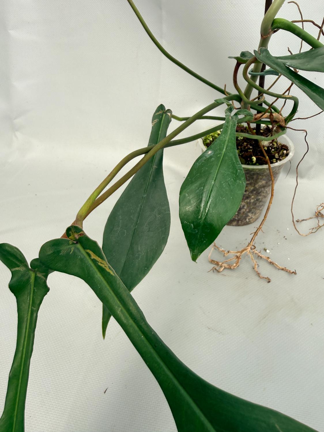 Philodendron Joepii XL 08