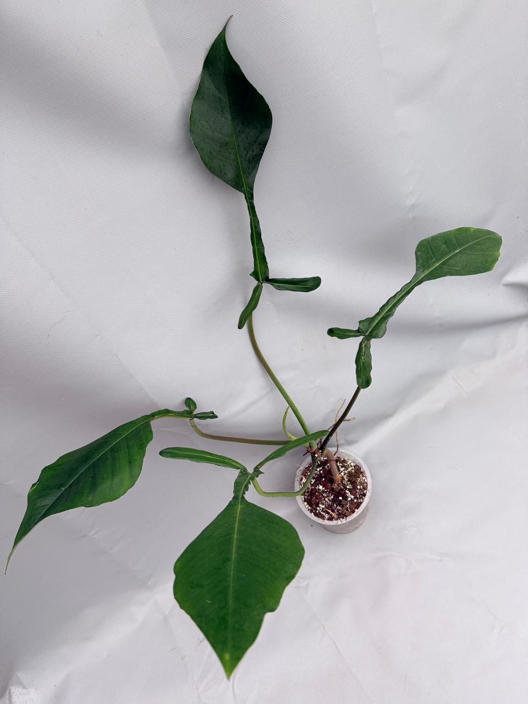Philodendron Joepii  XL 08