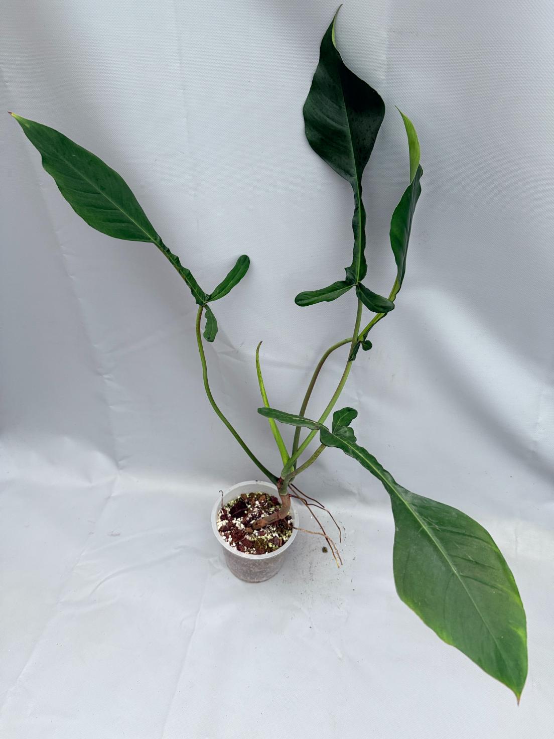Philodendron Joepii  XL 01
