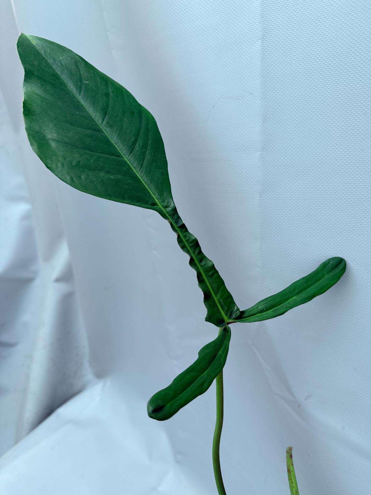 Philodendron Joepii  XL 02