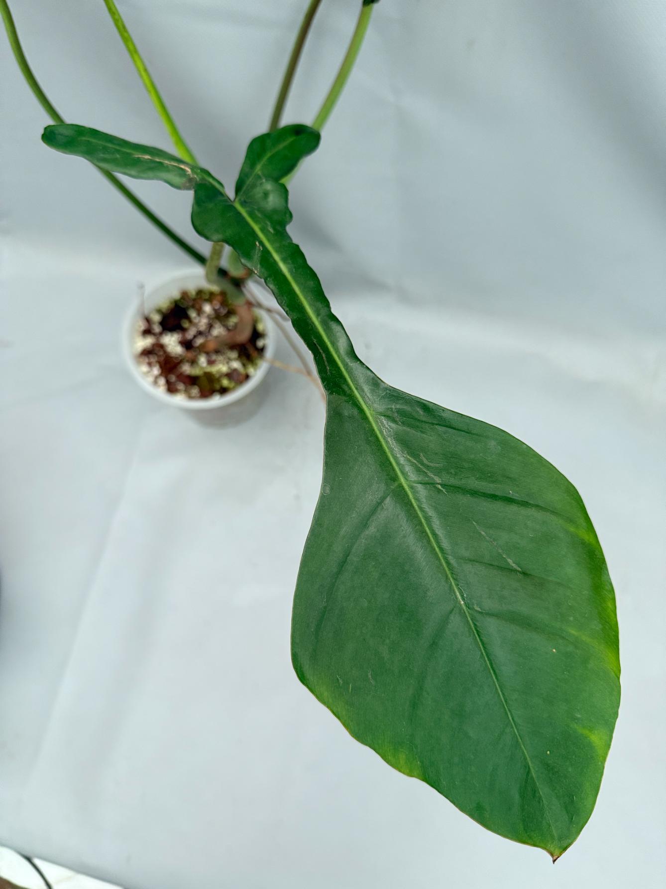 Philodendron Joepii  XL 03