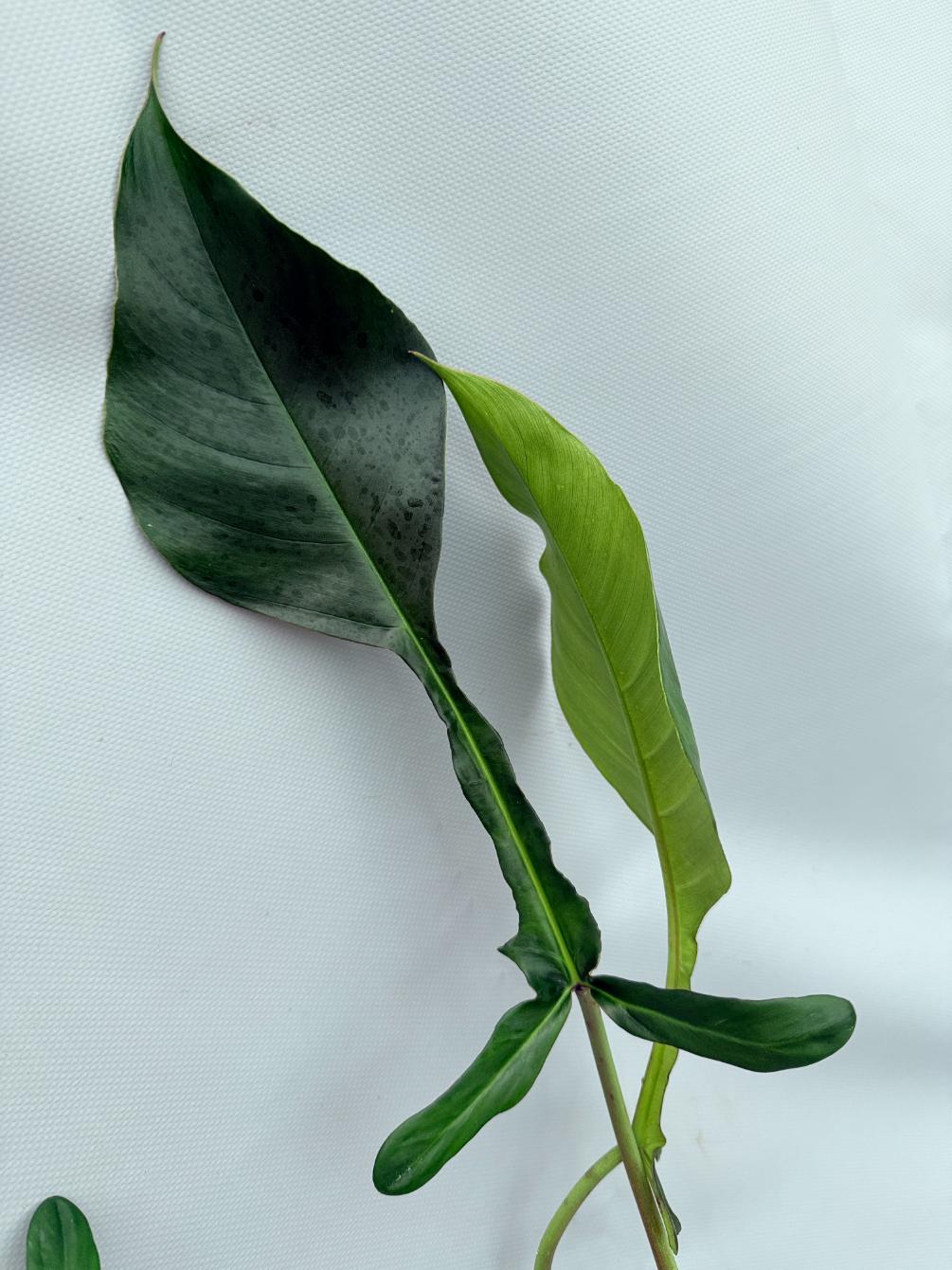 Philodendron Joepii  XL 04