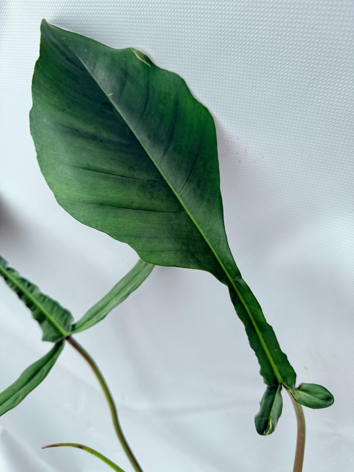 Philodendron Joepii  XL 05