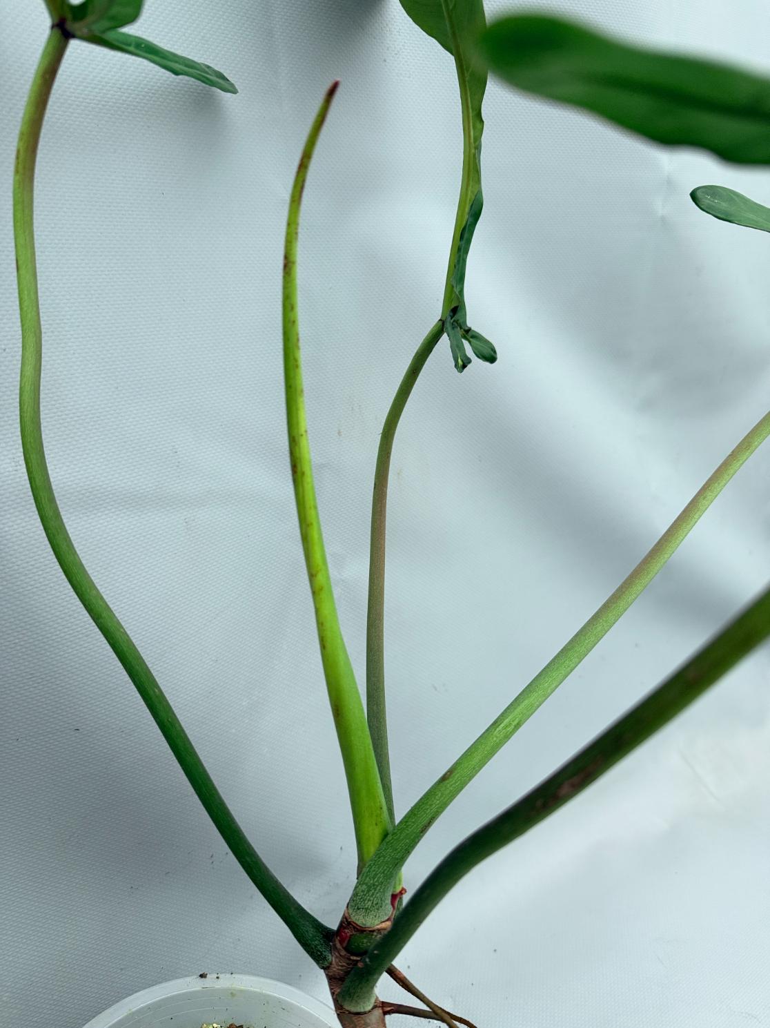 Philodendron Joepii  XL 06