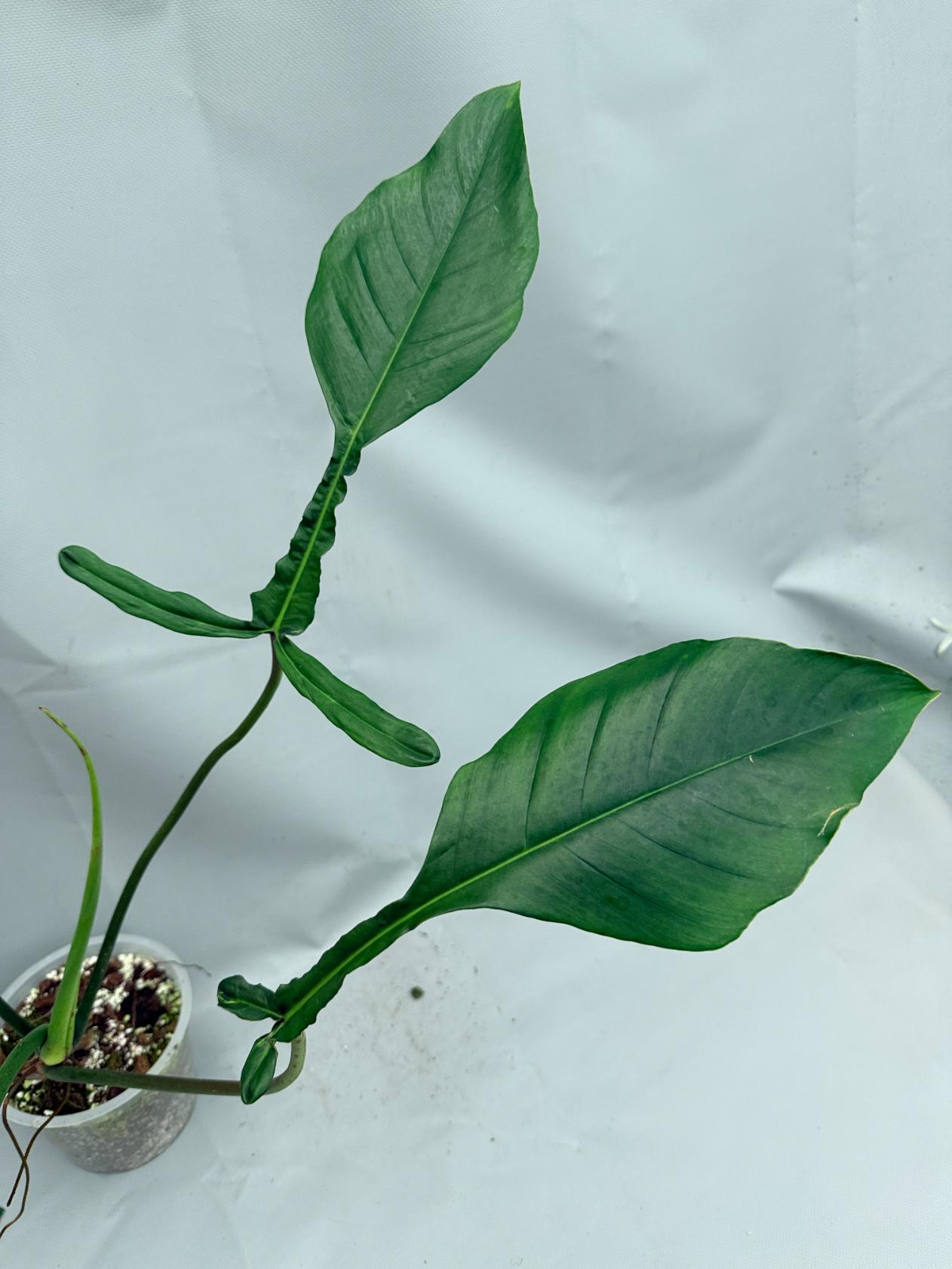 Philodendron Joepii  XL 07