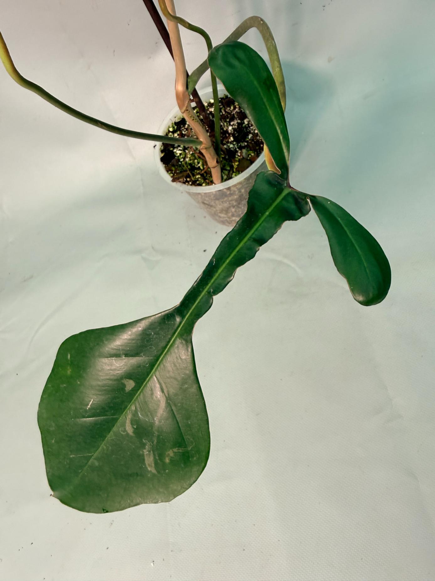 Philodendron Joepii  XL 07