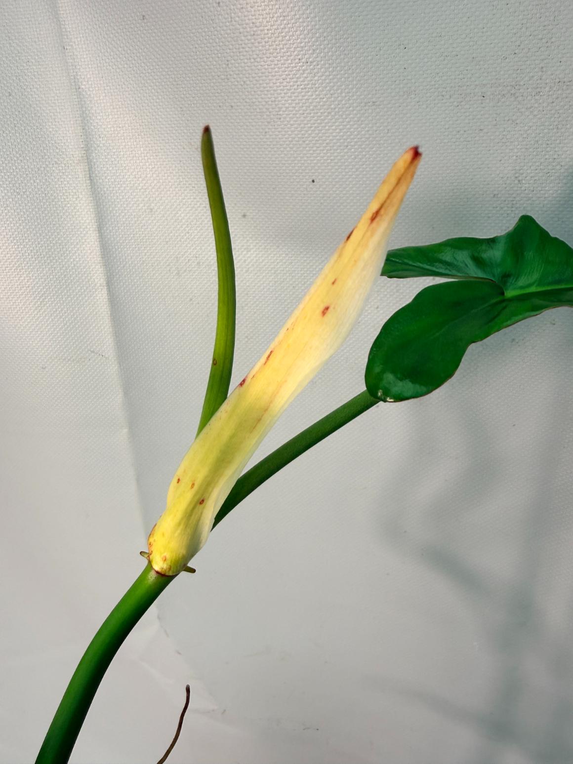 Philodendron Joepii  XL 08