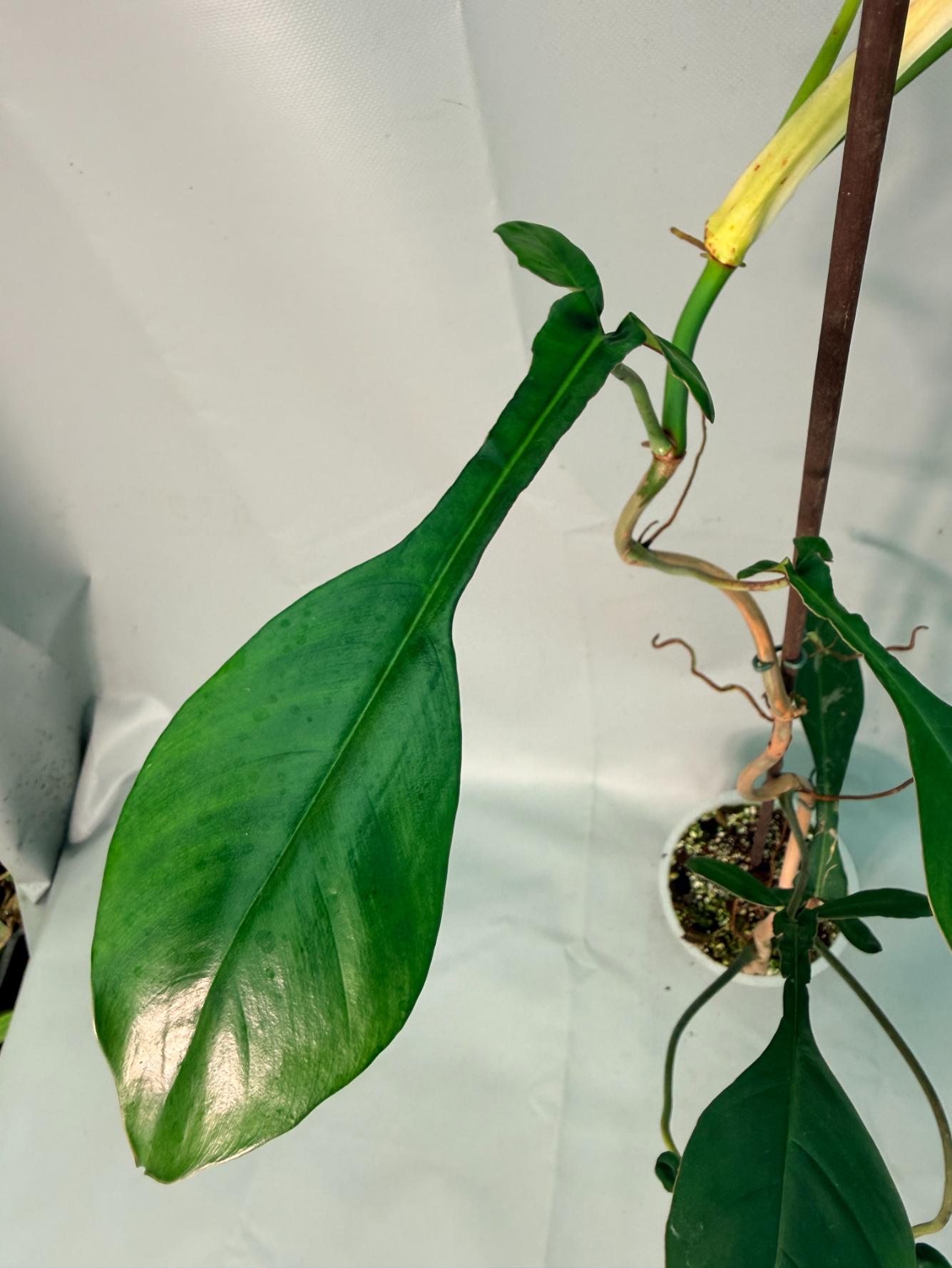 Philodendron Joepii  XL 09