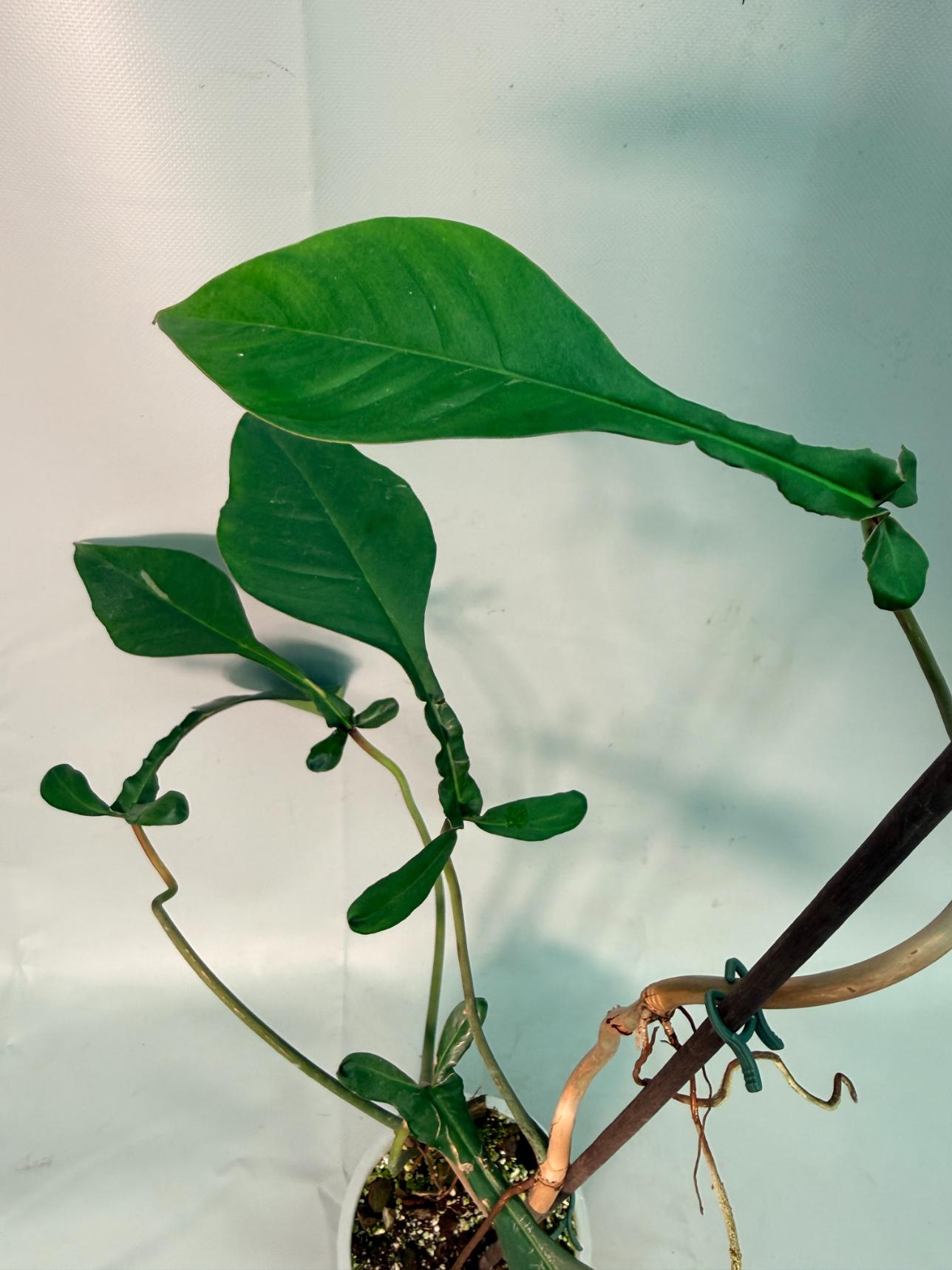 Philodendron Joepii  XL 03