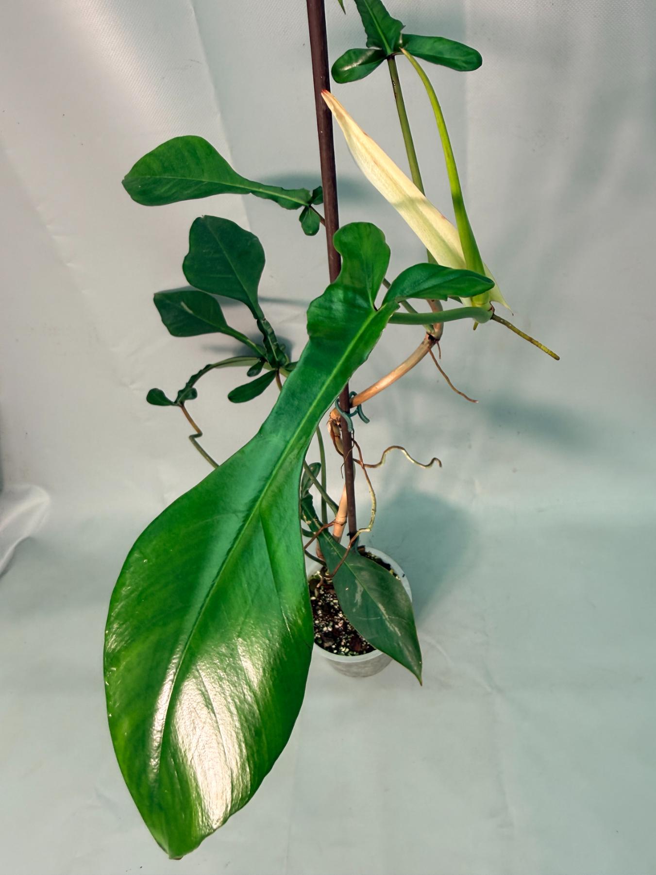 Philodendron Joepii  XL 05