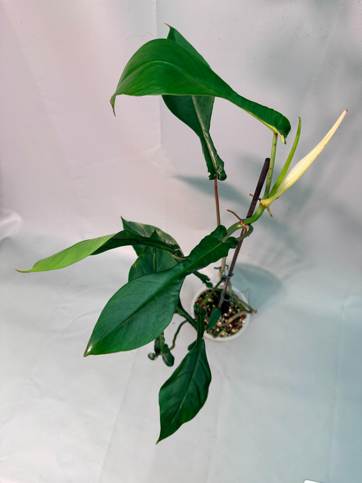 Philodendron Joepii  XL 08