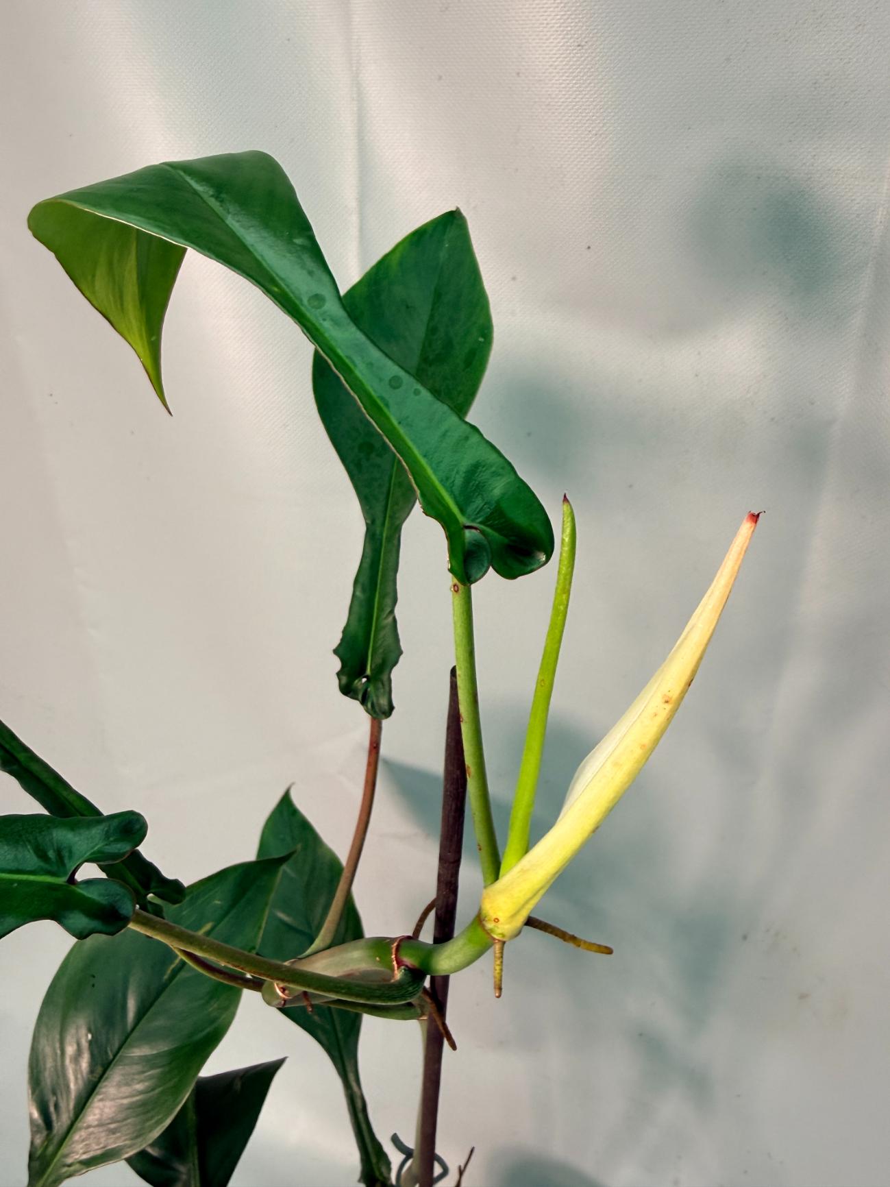 Philodendron Joepii  XL 03