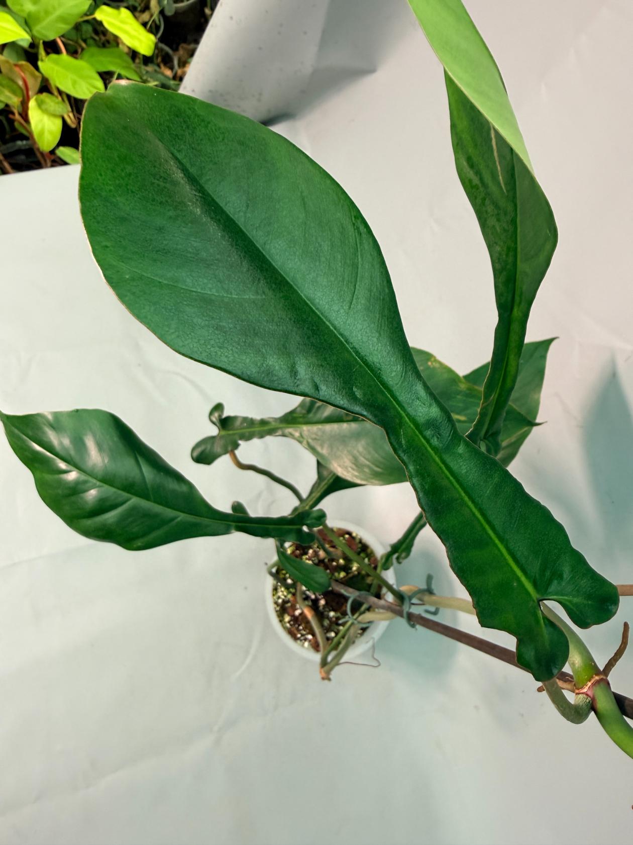 Philodendron Joepii  XL 04