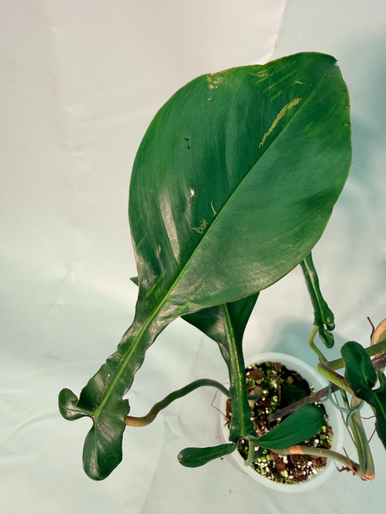 Philodendron Joepii  XL 05