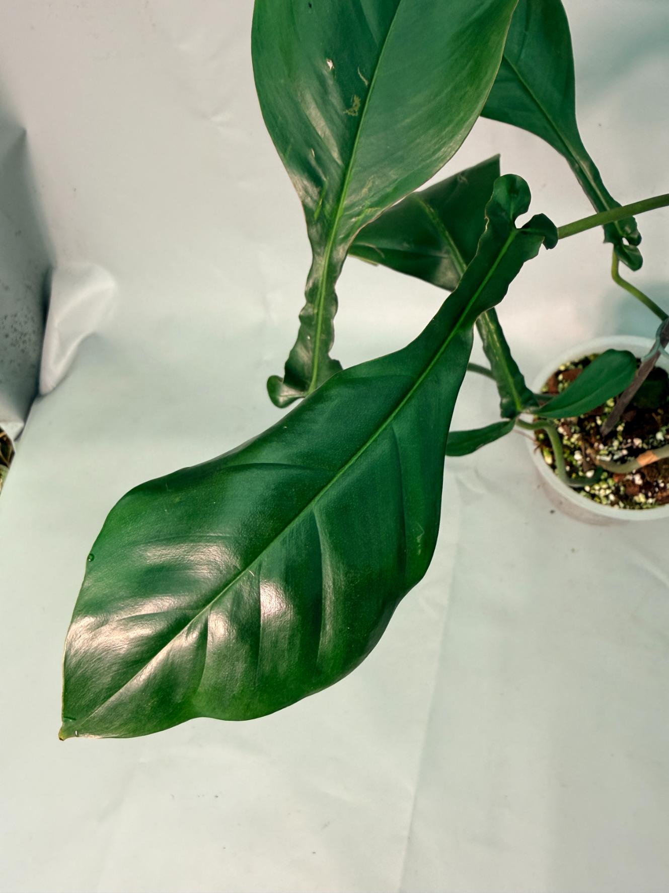 Philodendron Joepii  XL 06