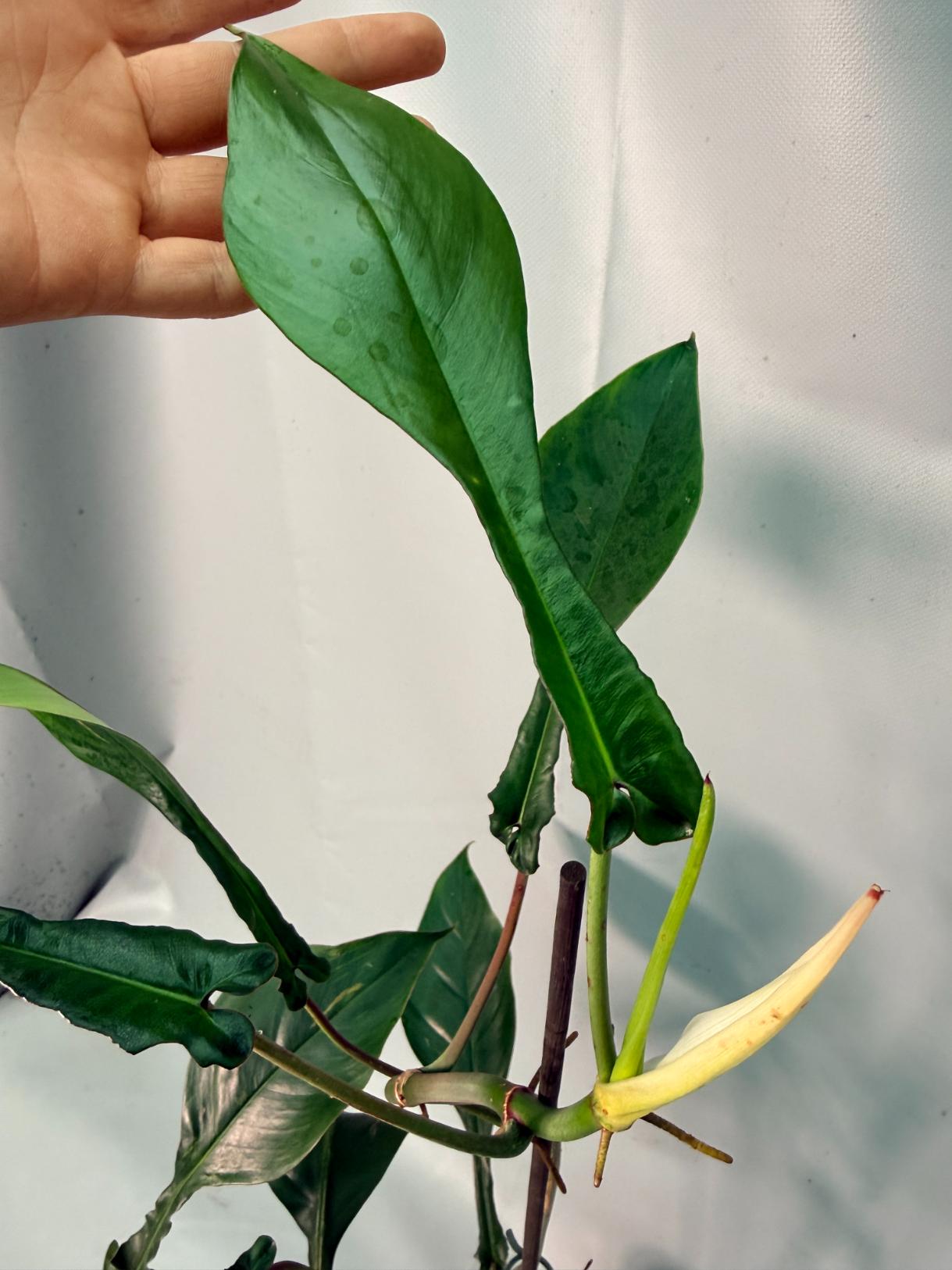 Philodendron Joepii  XL 07