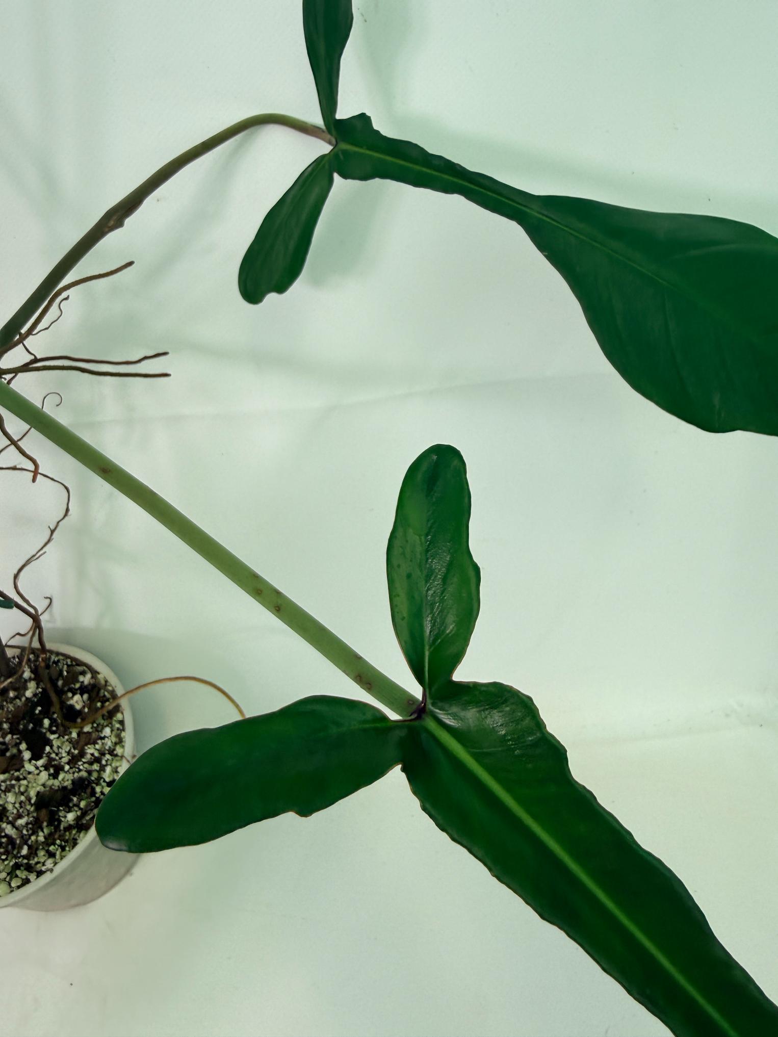 Philodendron Joepii  XL