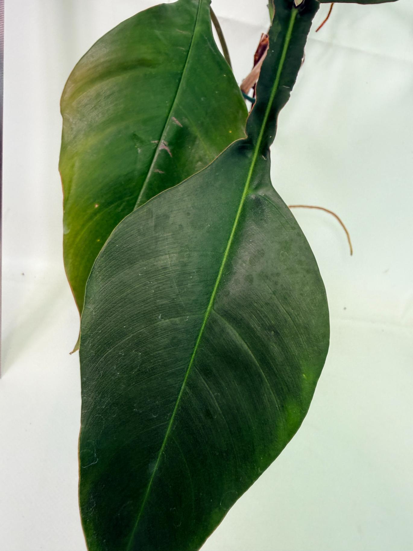 Philodendron Joepii  XL