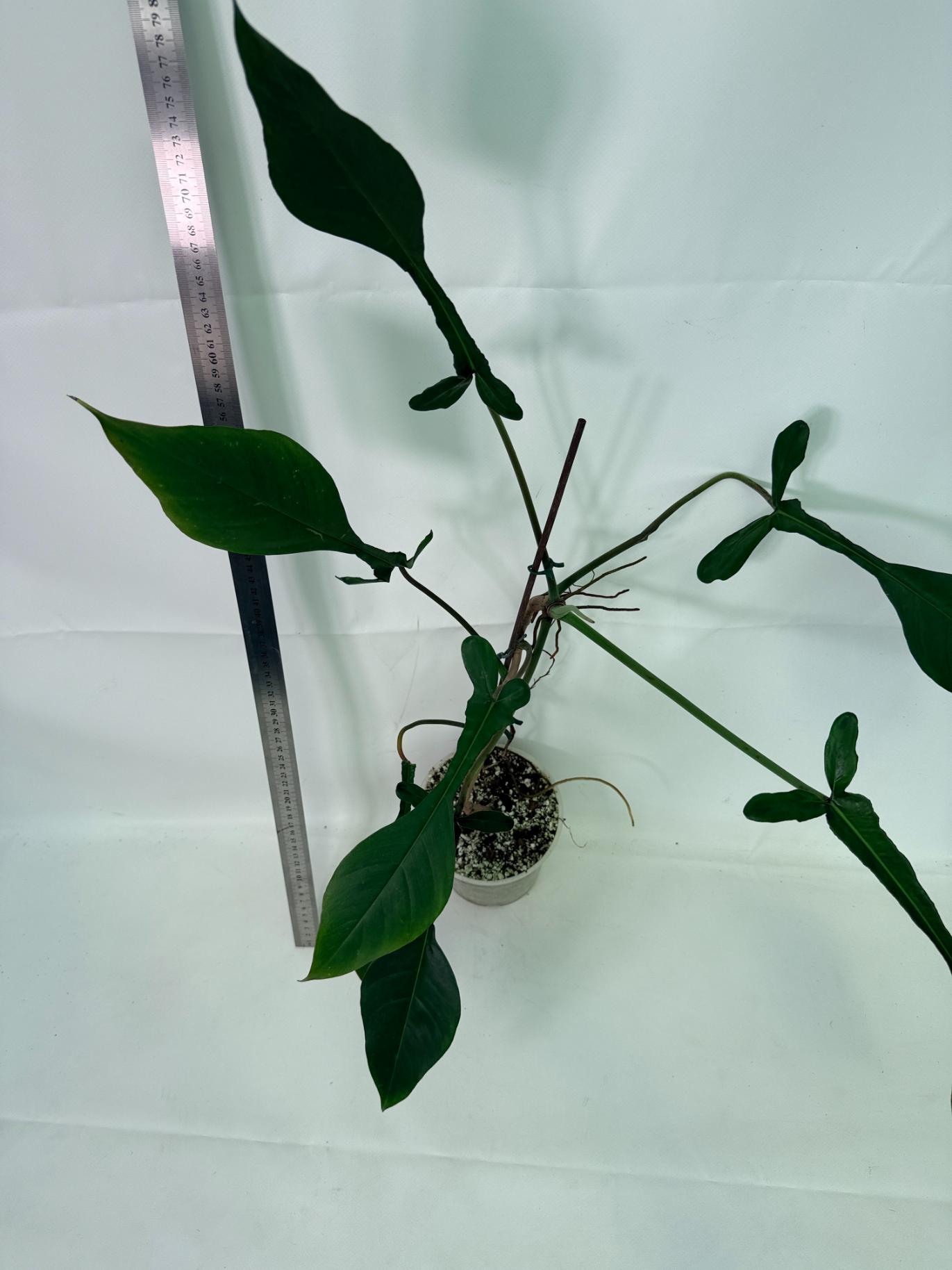 Philodendron Joepii  XL