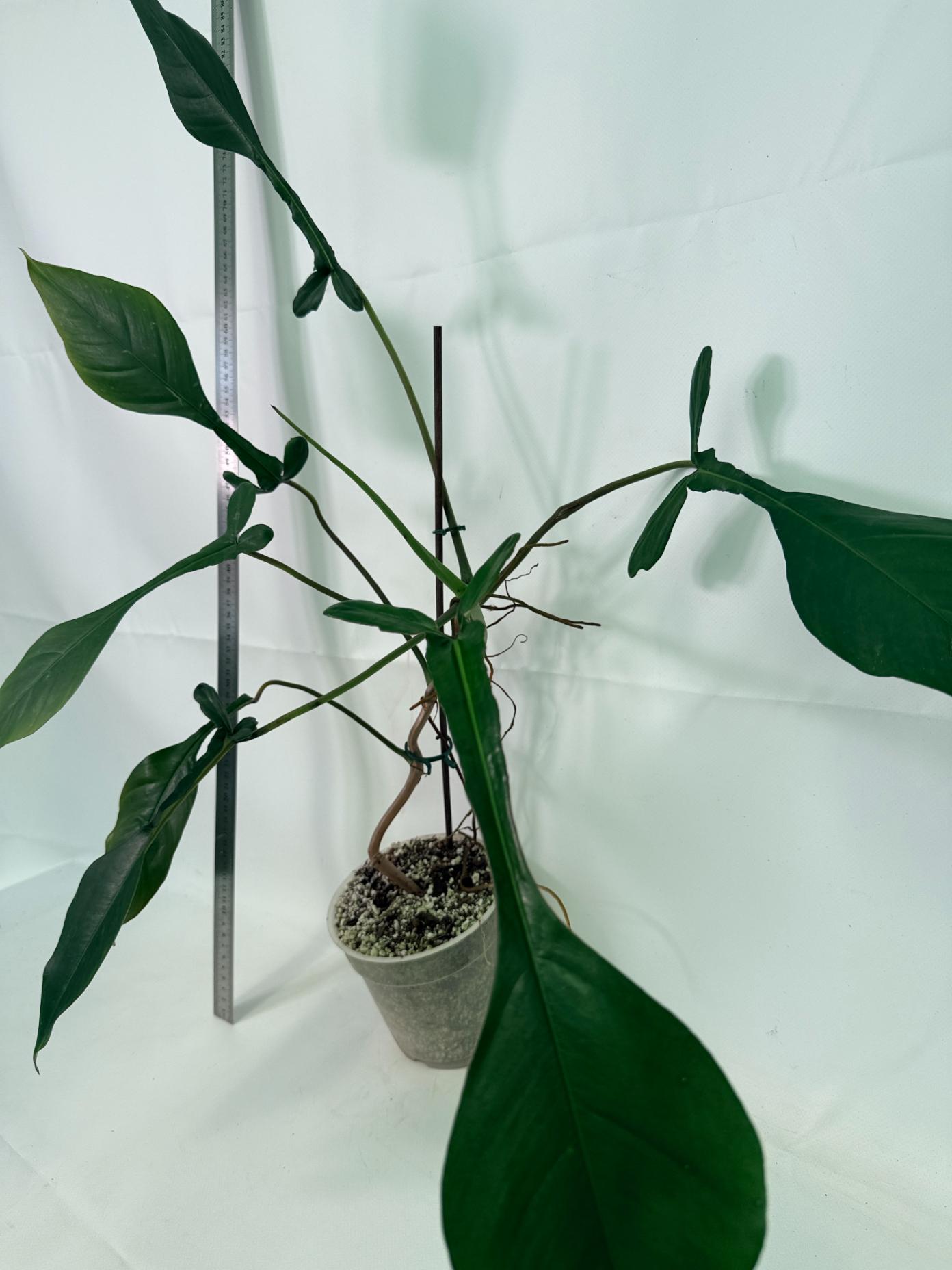 Philodendron Joepii  XL