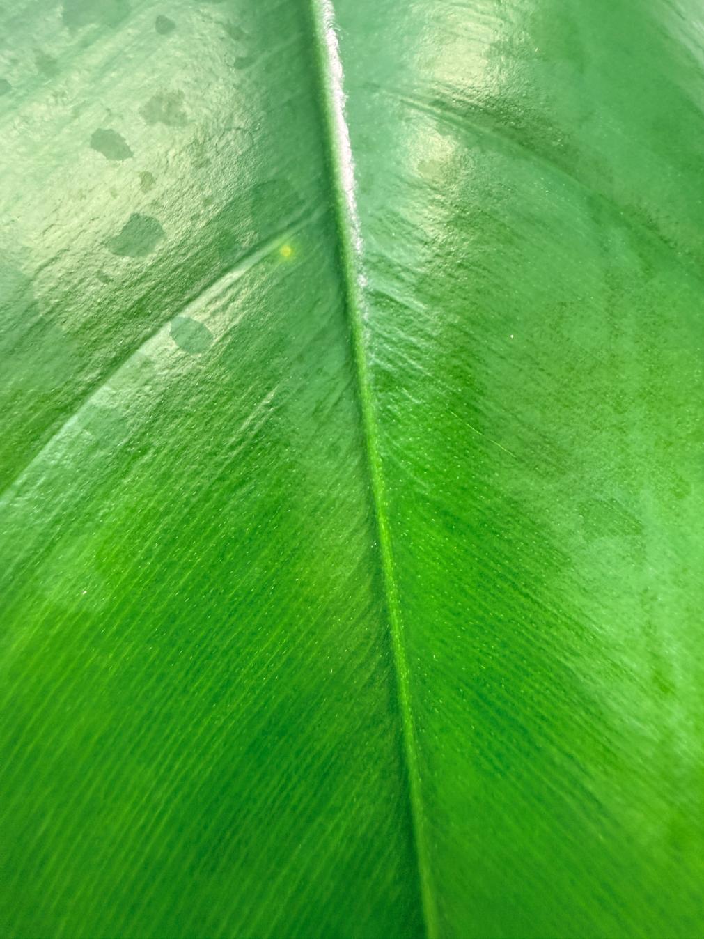 Philodendron Joepii  XL