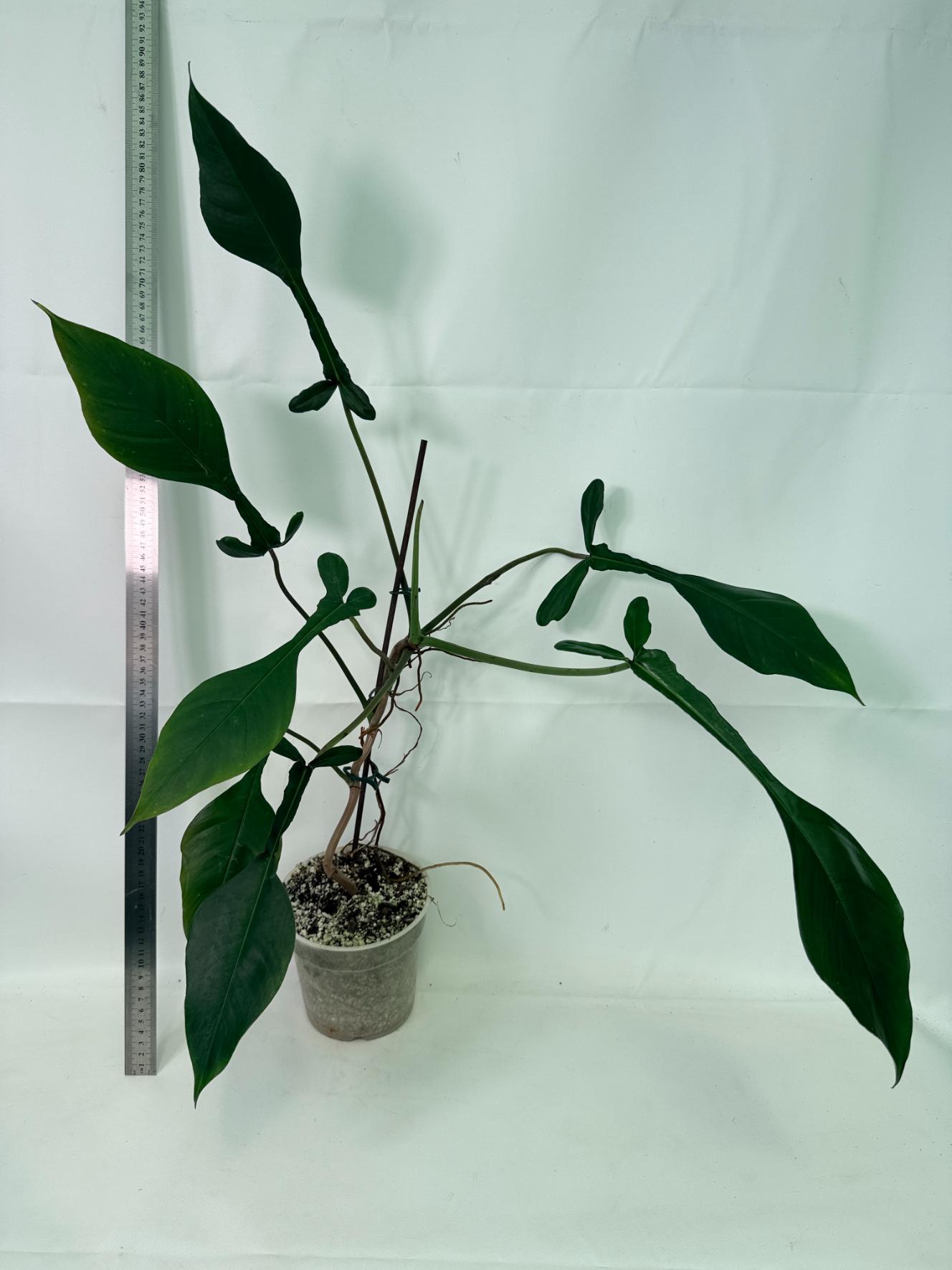 Philodendron Joepii  XL