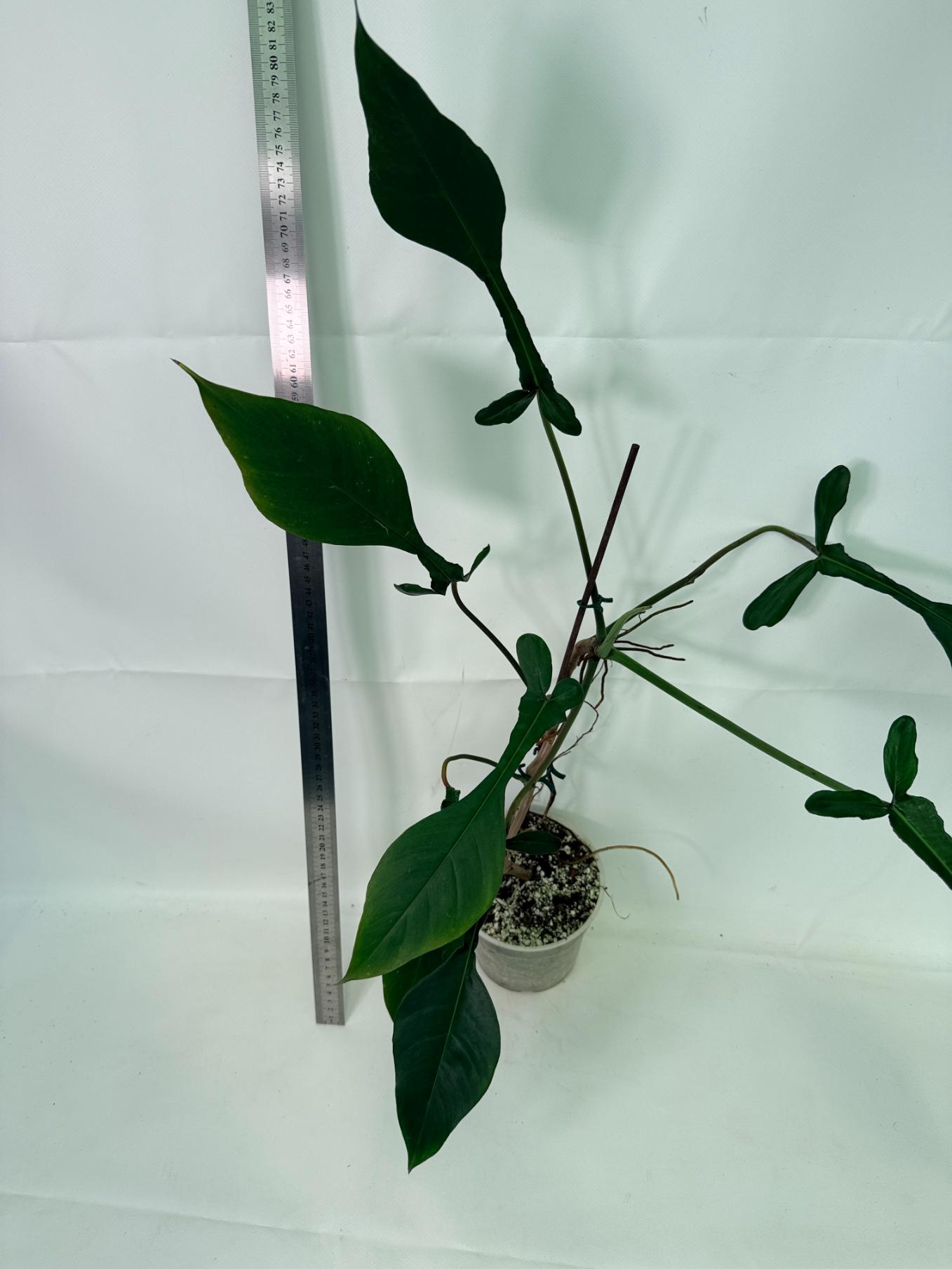 Philodendron Joepii  XL