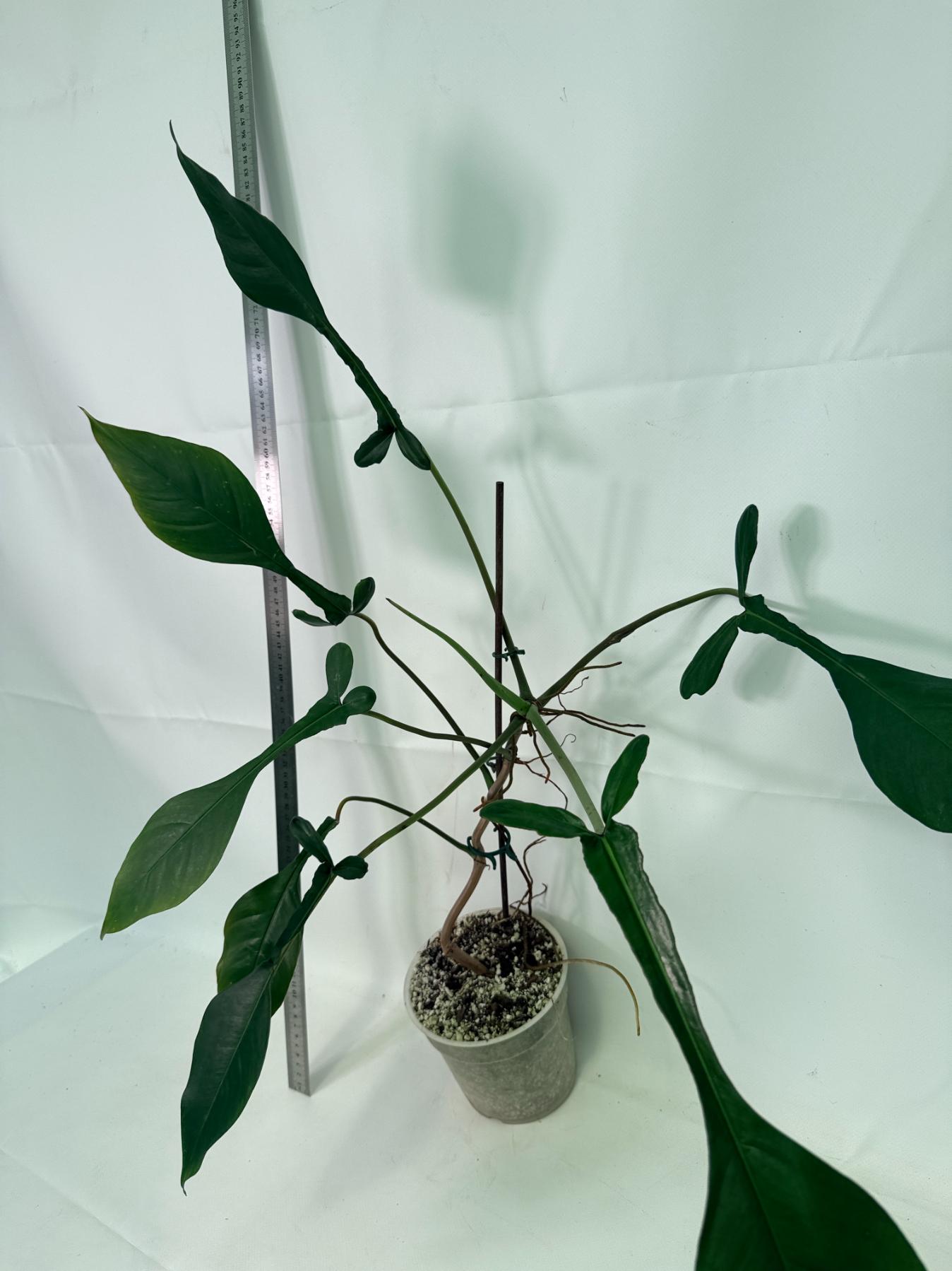 Philodendron Joepii  XL