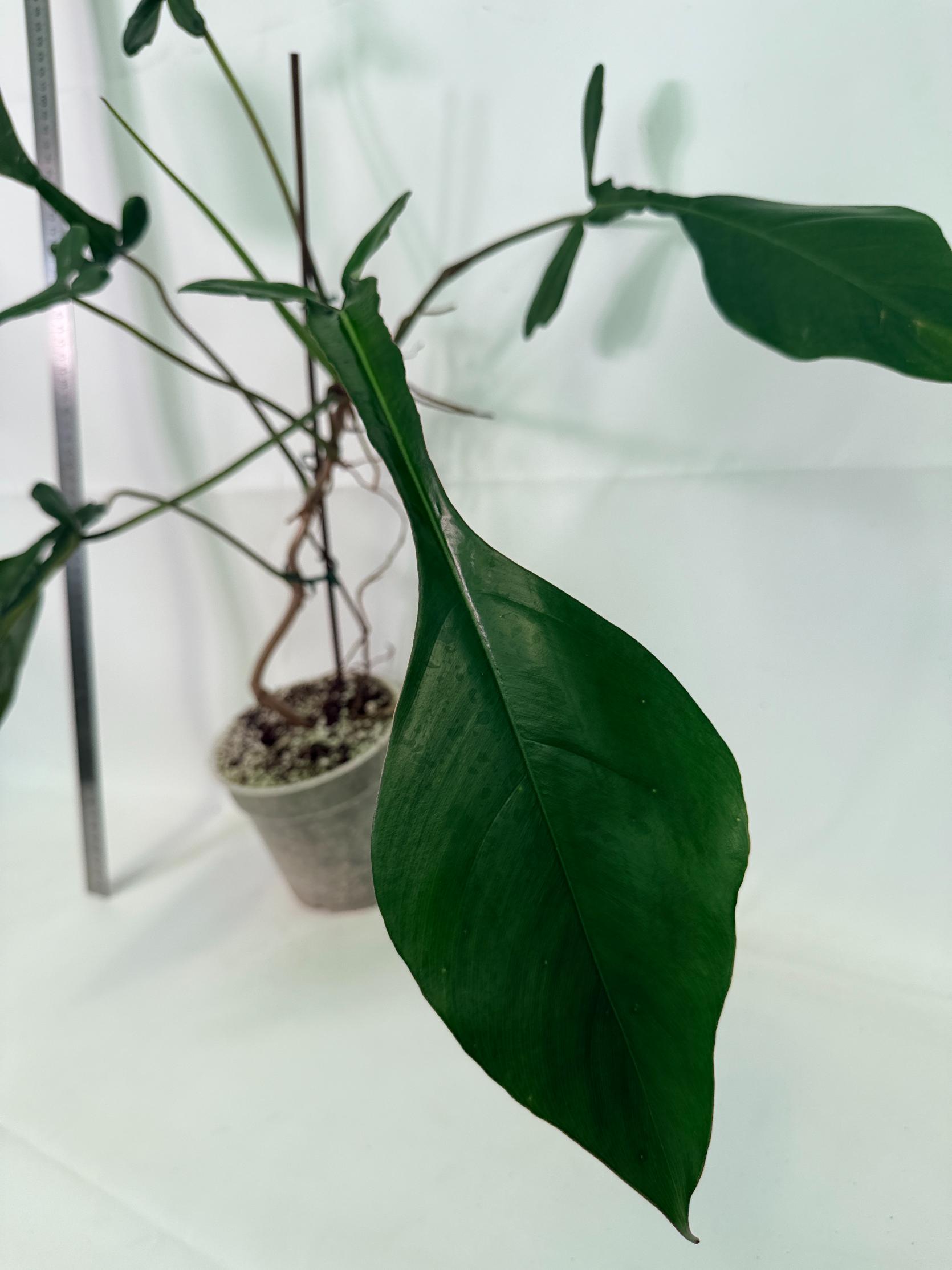 Philodendron Joepii  XL