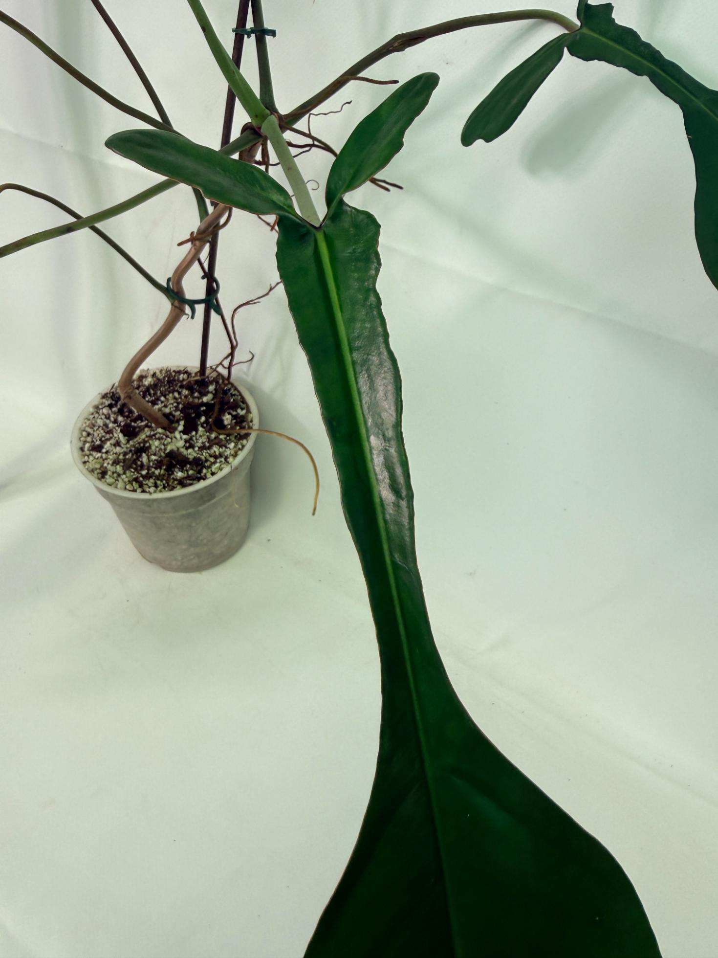 Philodendron Joepii  XL