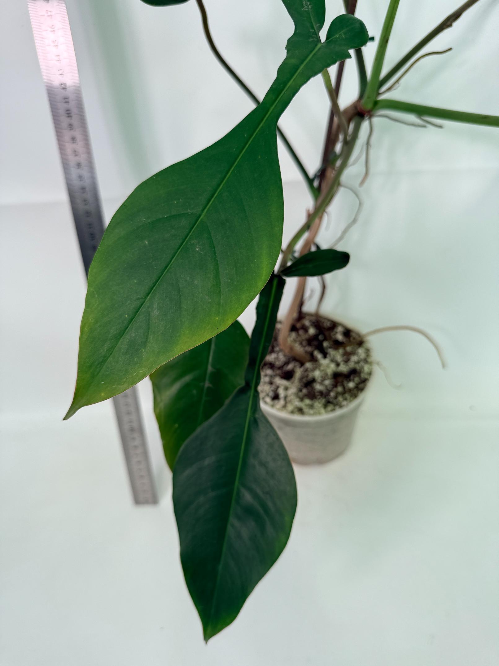 Philodendron Joepii  XL