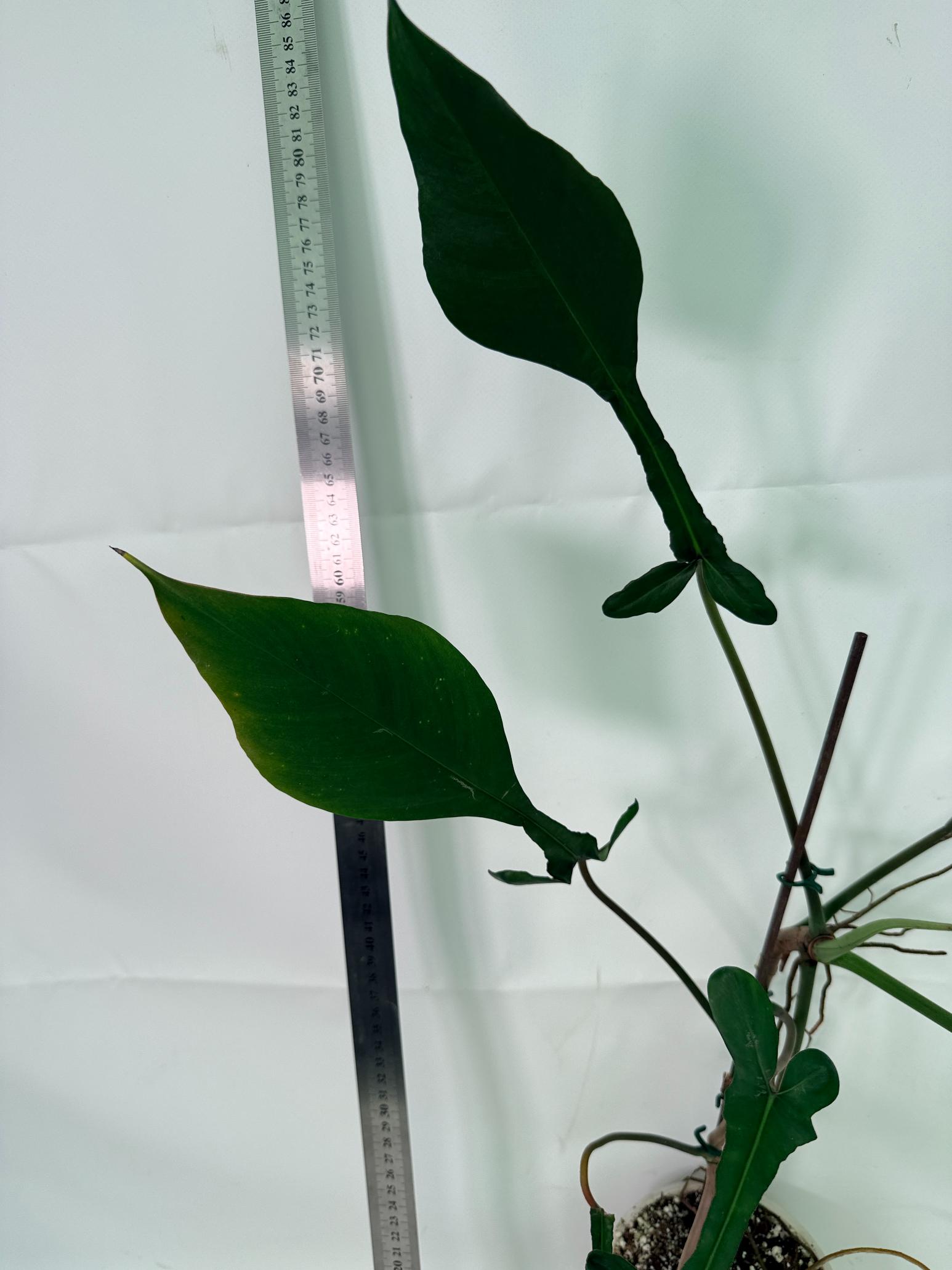 Philodendron Joepii  XL