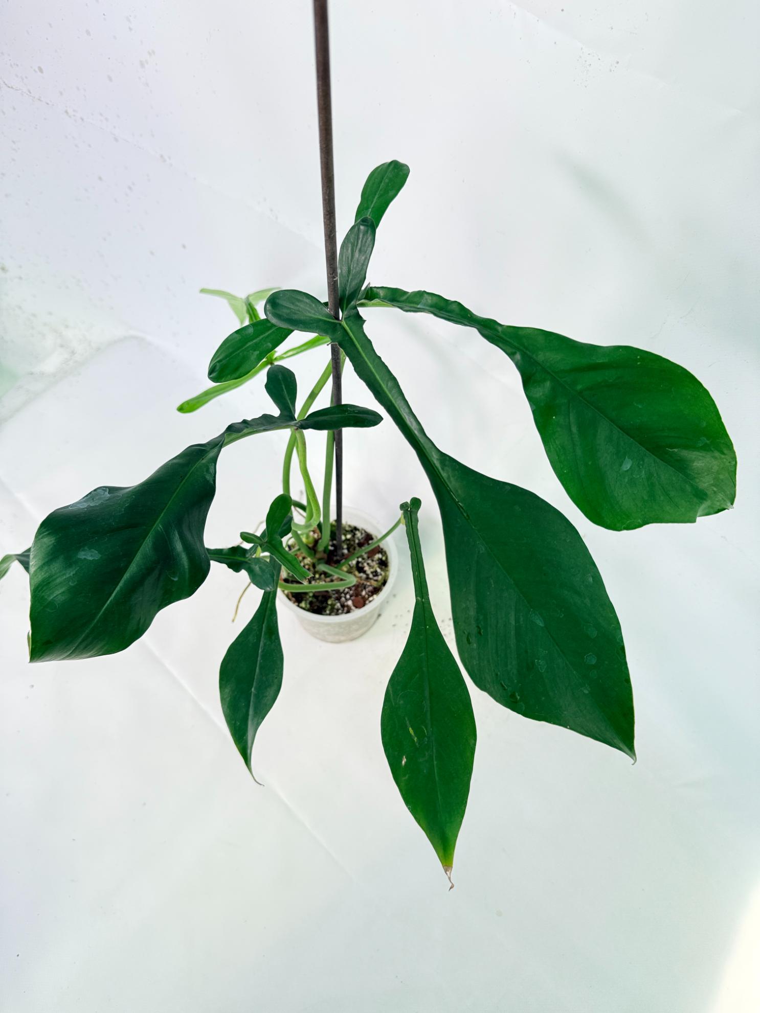 Philodendron Joepii  XL 09
