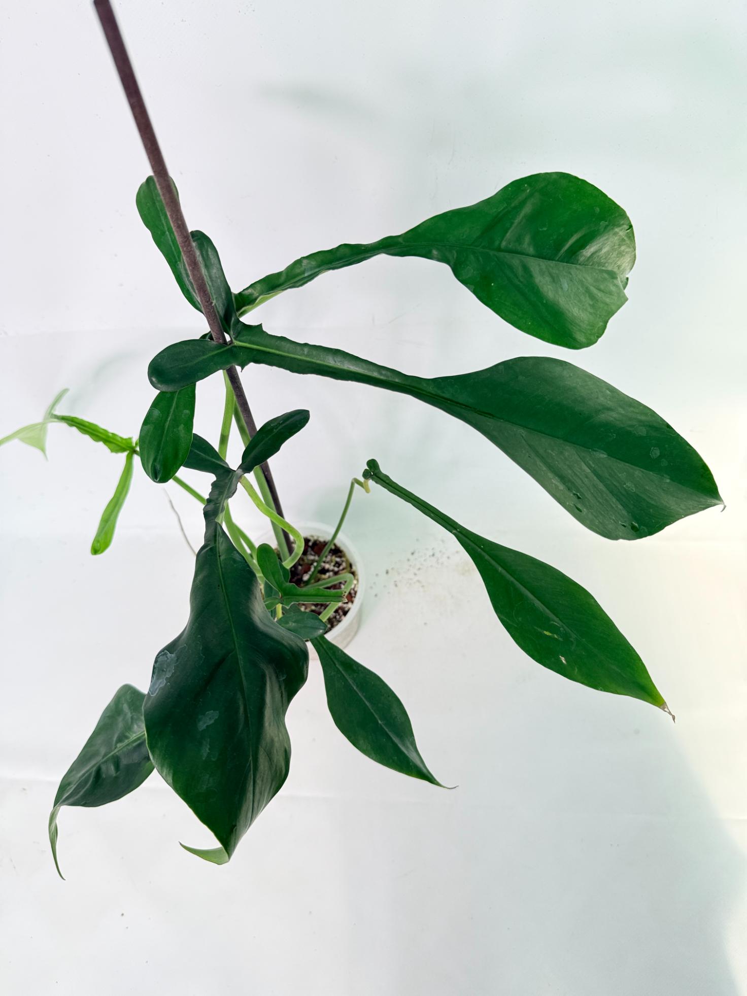 Philodendron Joepii  XL 10