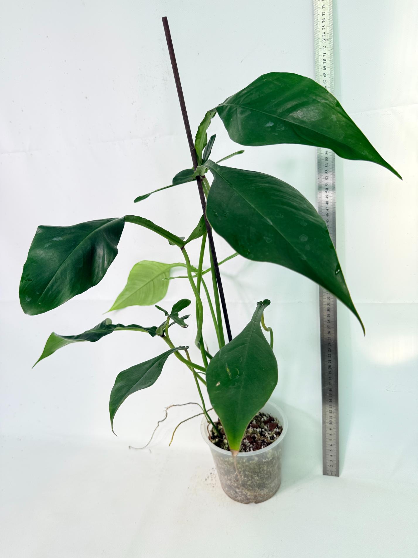 Philodendron Joepii  XL 02